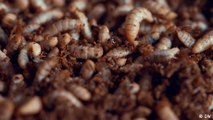 Insects: The new food?