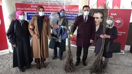 Amasya çiftçisine 40 binden fazla ceviz ve kuşburnu fidanı desteği