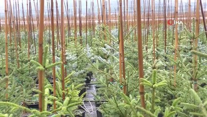 Doğaya faydalı yılbaşı ağacı süslemesi