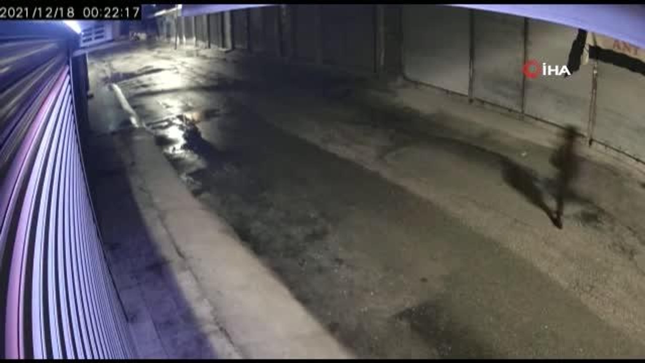 Bakkala giren hırsızları köpek kovaladı