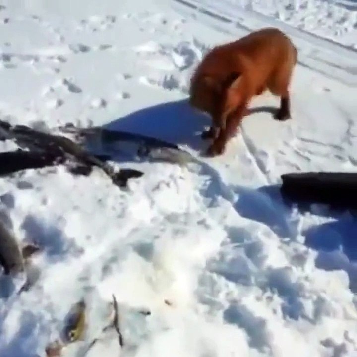 Ce pêcheur nourrit un renard sauvage... adorable