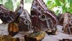Le Costa Rica étend sa présence sur le marché mondial des exportations de papillons