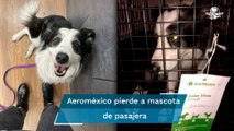 “Nadie me sabe decir en dónde está”, pasajera denuncia que Aeroméxico extravió a su perrito Kobe
