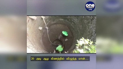 பரமக்குடி: 20 அடி ஆழ கிணற்றில் விழுந்த மான்… போராடி மீட்ட வனத்துறை!