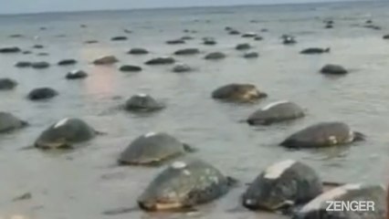 Turtle Hatchlings Swim Out To Sea For The First Time.mp4