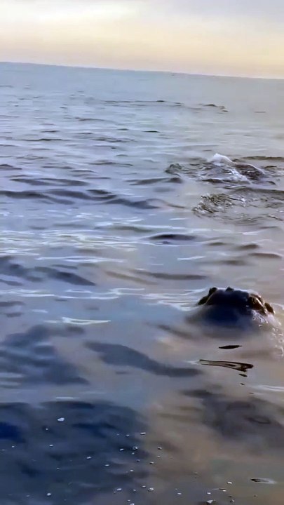 Oceans Nation __oceansnat VDN 1639857484437