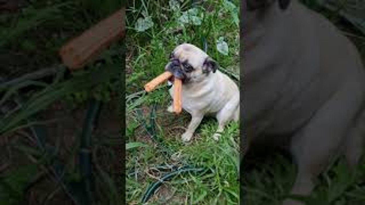 Confronting Frankie the Churro Stealing Pug