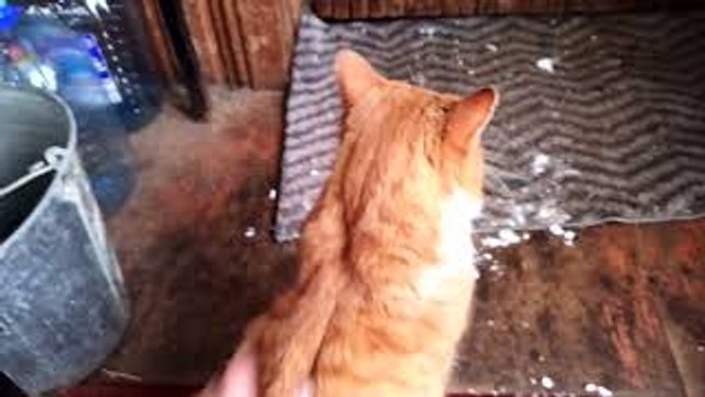 Chatty Cat Likes to Be Petted