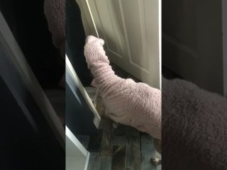 Dog Tries on Its Owner's Sweater