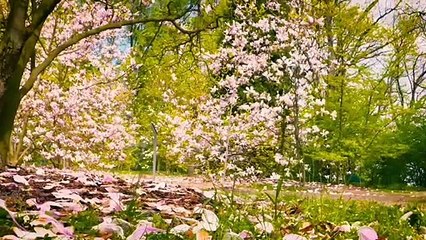 Meditate the beauty of nature with the most beautiful music to relax