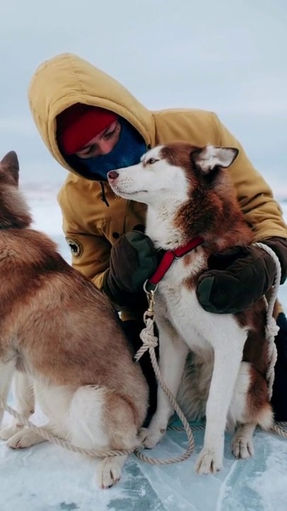 Information about the Siberian Husky