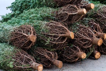 5 Eco-Friendly Ways to Get Rid of Your Christmas Tree