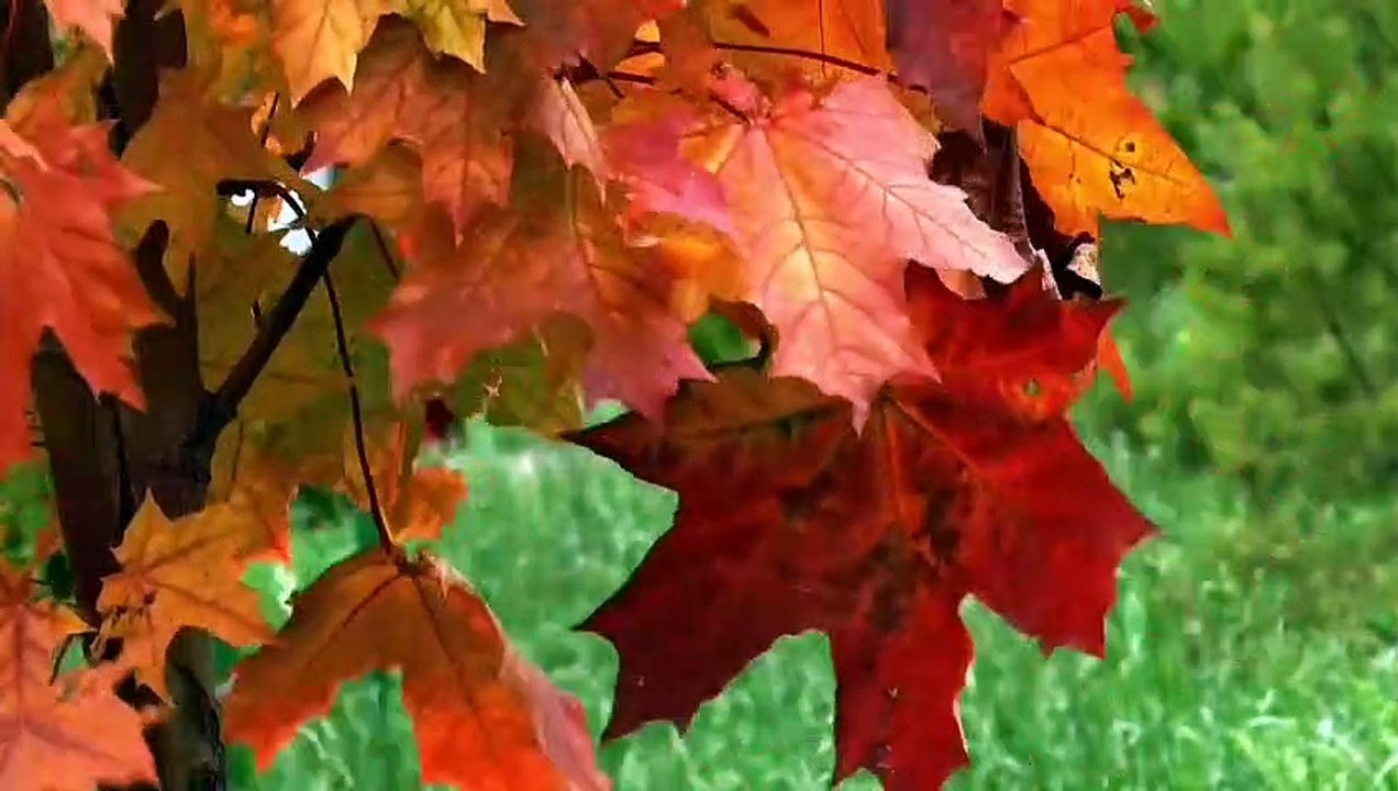 Deep sleep relaxing with the most beautiful calm music