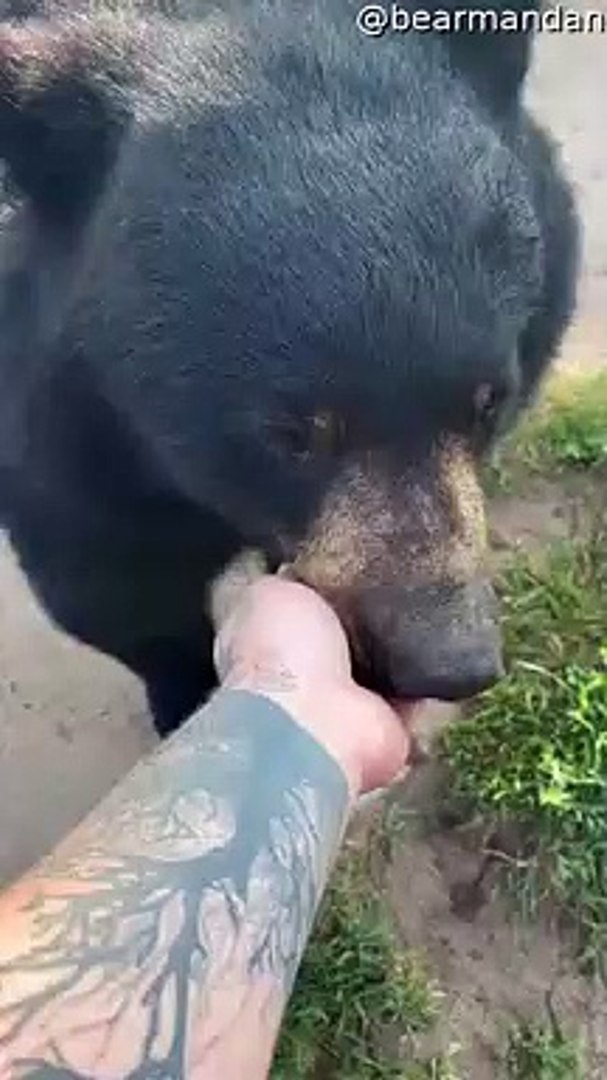 Man Pets Bear