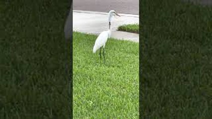White Heron Struggles to Swallow Snake Snack