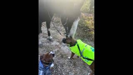 Gentle Horse Licks Dog's Ear