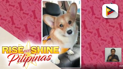 Makipagkulitan with Arcobaleno corgis