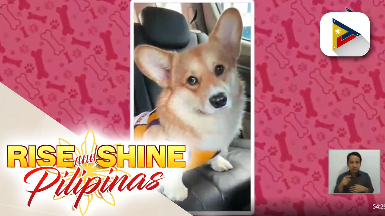 Makipagkulitan with Arcobaleno corgis