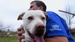 Animal rescues work to reunite pets with owners after Kentucky tornadoes