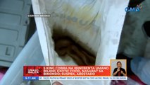 5 king cobra na ibinebenta umano bilang exotic food, nasabat sa Binondo; suspek, arestado | UB