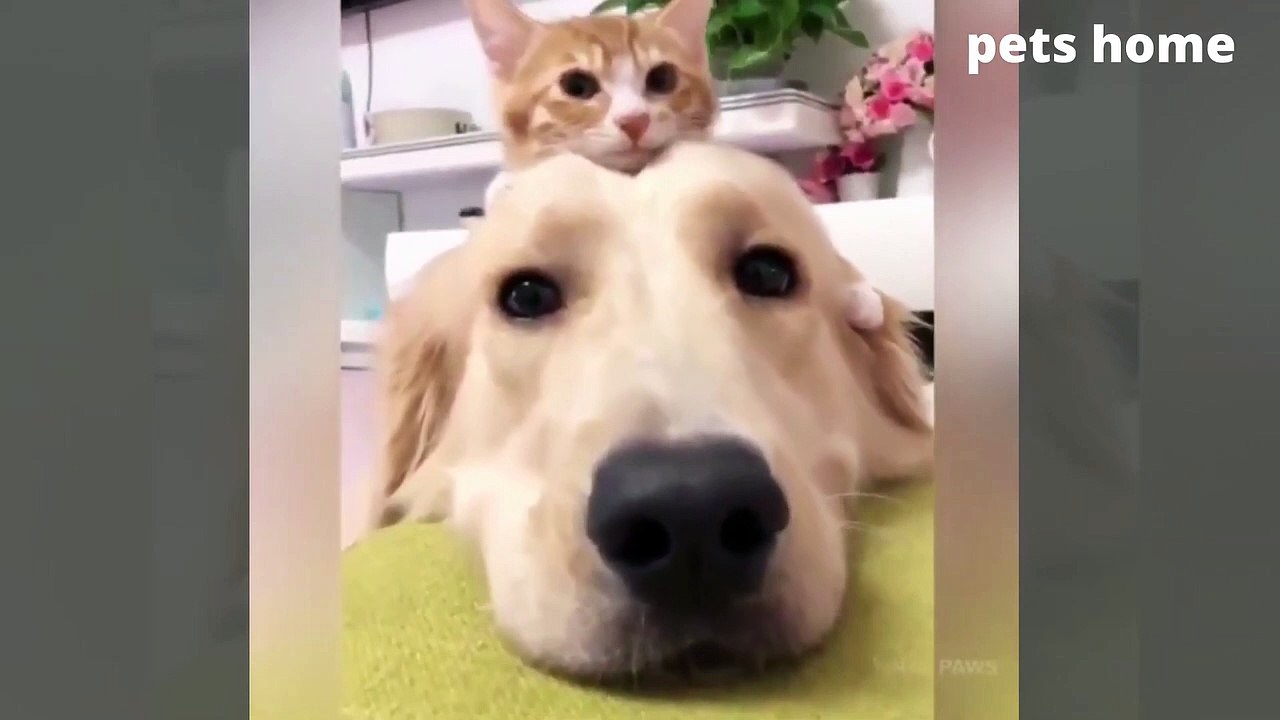 funniest animal videos  tha will 100 make you laugh  by pets home 13_1080p