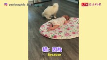 「要成為好朋友喔！」母貓叼幼貓親近嬰兒　氣氛超溫馨