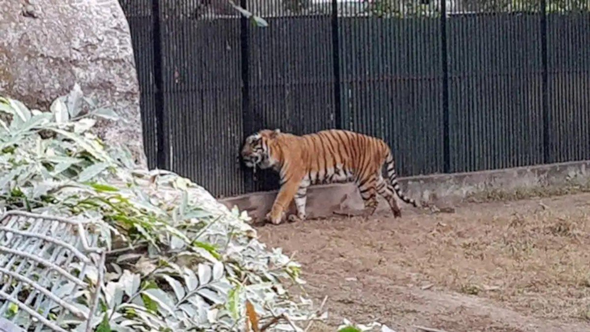 Heaters installed in Lucknow zoo to save animals from cold - video  Dailymotion