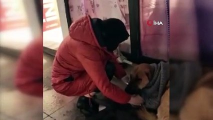 Download Video: Üşüyen sokak köpeğine mağazadan aldığı kazağı giydirdi