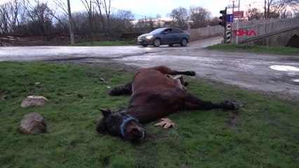 SOĞUKTAN ÖLMEK ÜZERE OLAN AT İÇİN SEFERBER OLDULAR