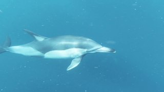 Dolphin // sea dolphin //ocean animals