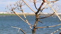 طيور النحام الوردية تتوقف في قبرص خلال موسم الهجرة الشتوية