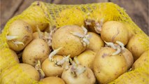 CUISINE ACTUELLE - Pourquoi les pommes de terre germent ?
