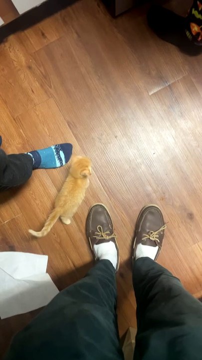 Tiny Kitten Loves Lasagna