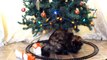Funny Cats vs Christmas Trees - Funny Cats Christmas