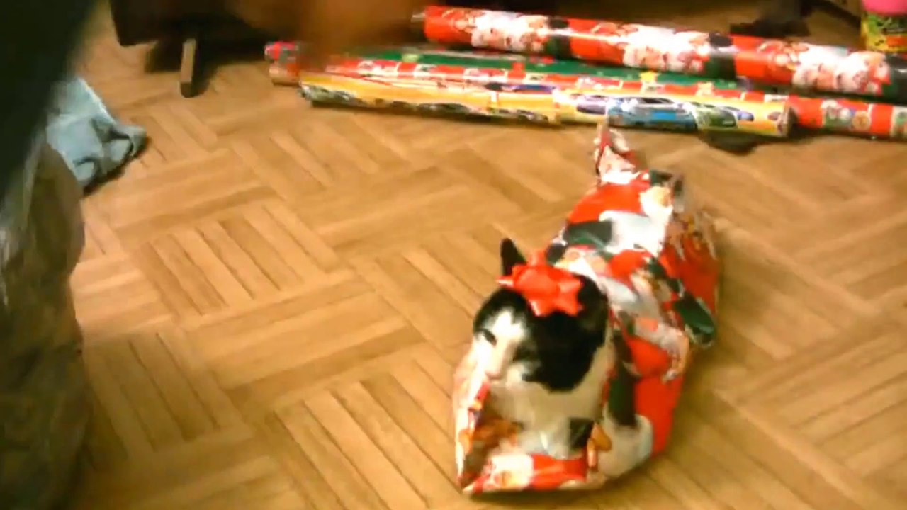 How To Wrap A Cat For Christmas