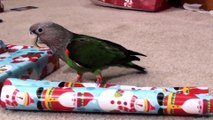 Parrot Help Wrap Christmas Presents