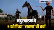 नंदुरबार : सारंगखेडा येथील अश्व प्रदर्शनात नाशिकचा 'रावण घोडा' ठरतोय चर्चेचा विषय