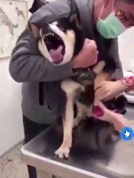 Funny Dog Videos Try Not To Laugh