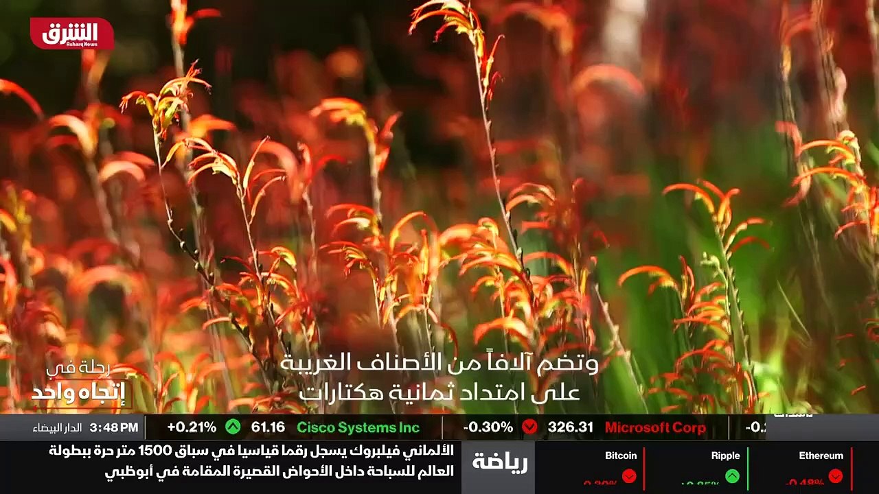 ...عند السير دونما دون أكثر . هذه الحدائق إ...