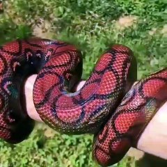 Top 10 Must dangerous snake in the world | Danger snake 2021