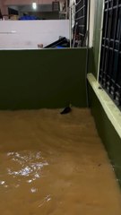 Helping a Cat Out of Waist Deep Flood Waters