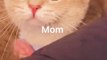 Baby Cat Saying Mom | Funny Cats | Cute Cats | AR Studio