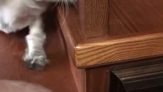 Angry Cat | Funny Cats | Cute Cats | AR Studio