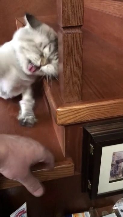 Angry Cat | Funny Cats | Cute Cats | AR Studio