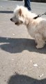Cute Small Dog  Shorts Video By Kingdom of Awais