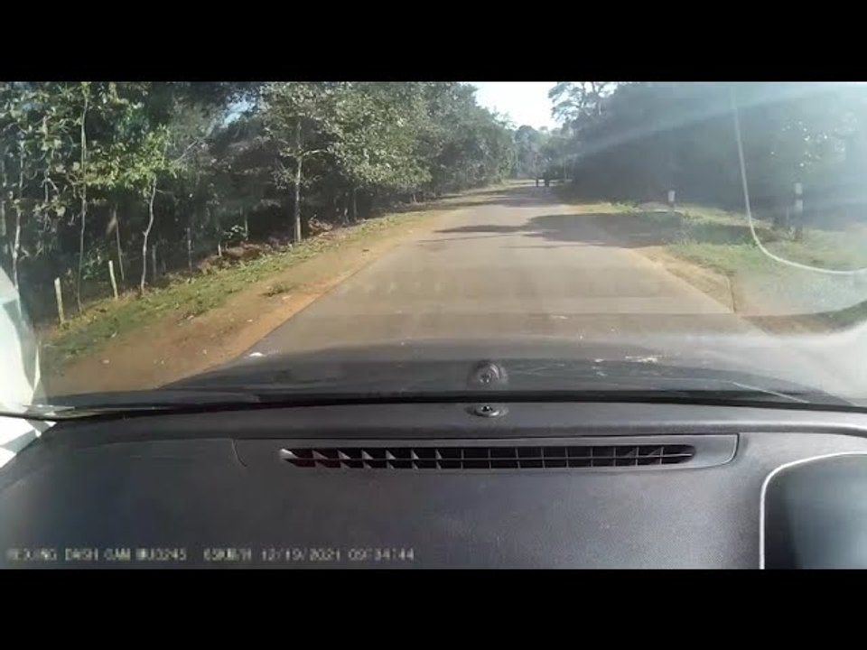 Elephant Says "Hi" During Drive