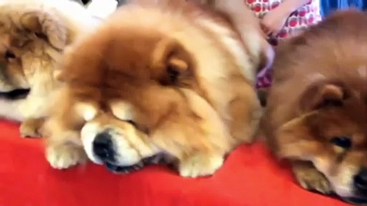 Most dangerous doge of the world part 3