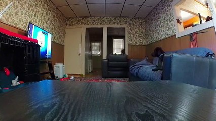 Pups Heartwarming Reaction to Grandma Picking it Up to Hang Out