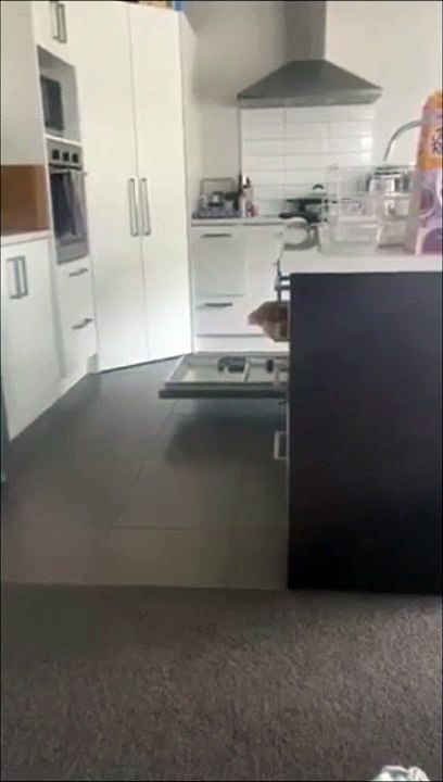 Une poule entre dans la maison pour pondre son oeuf dans le lave vaisselle