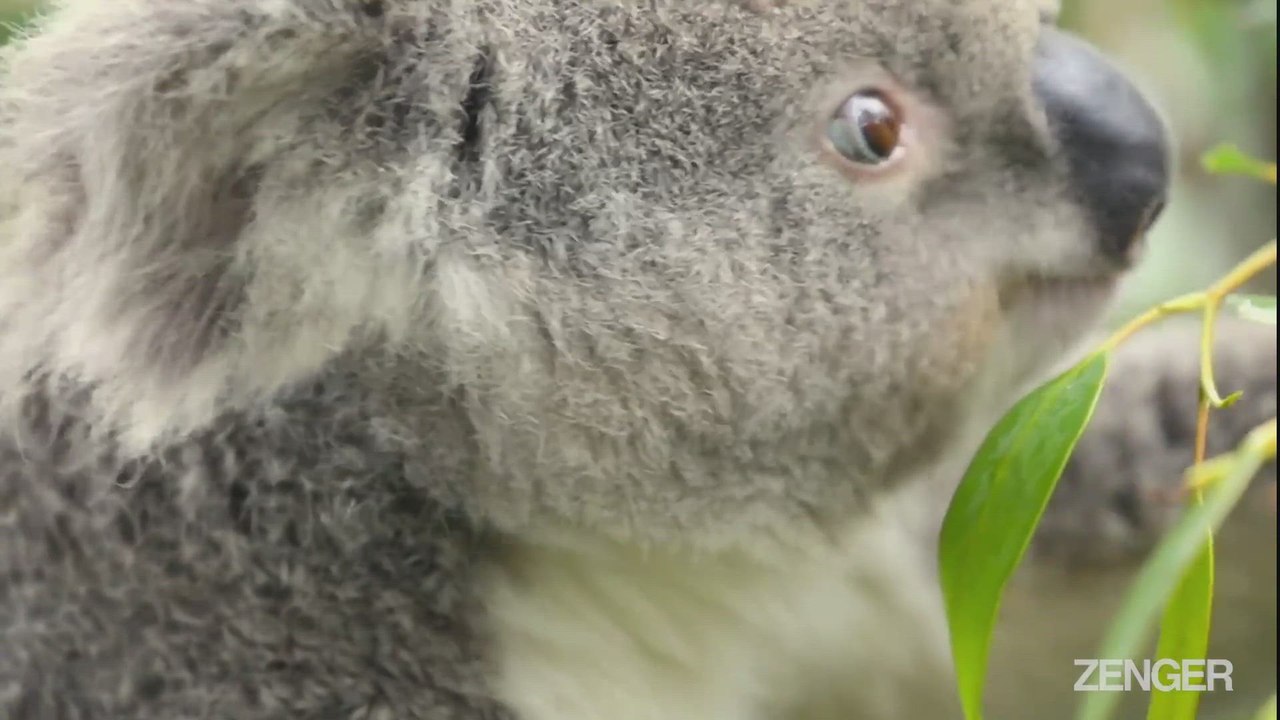 Santa Leaves Elvis The Crocodile All Shook Up.mp4